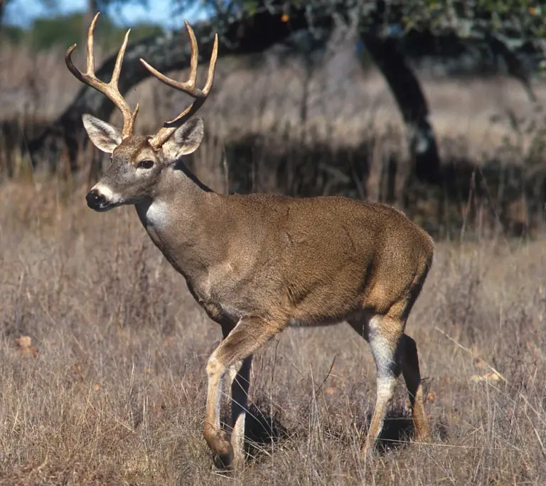 KYTC issues Antler Alert as deer activity increases (Press Release)